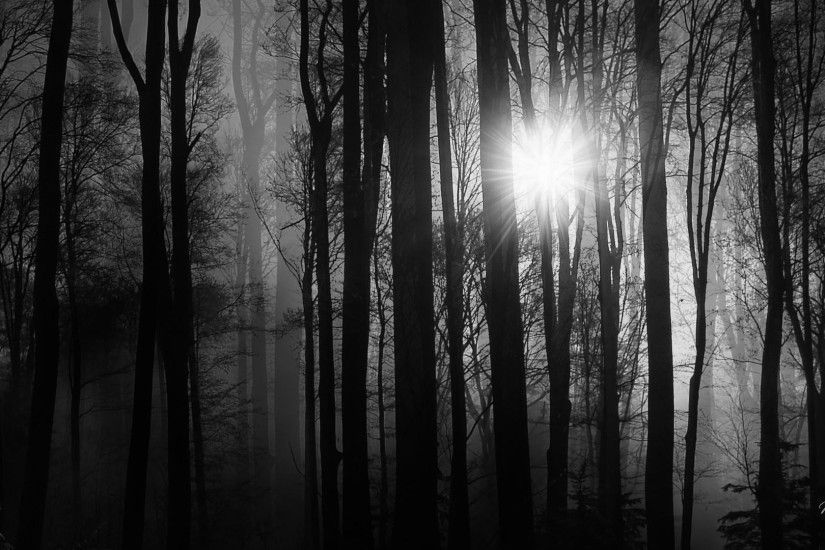 Dark Woods Photo.