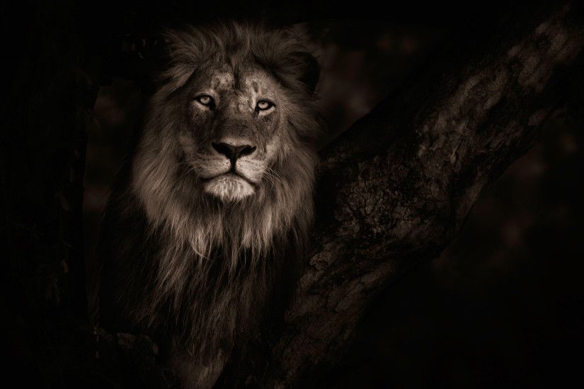 Lion dark Wallpaper