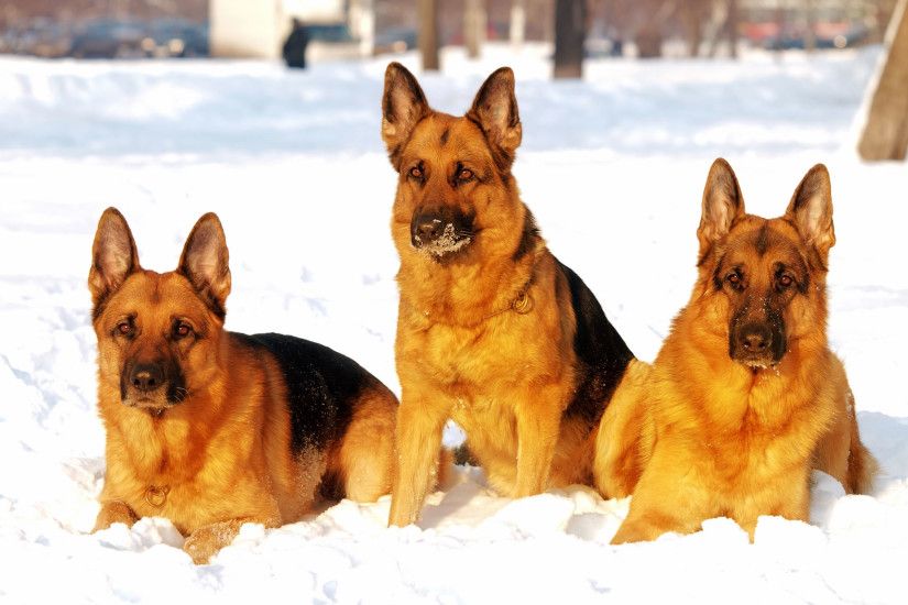 ... German Shepherd dogs in snow wallpaper ...