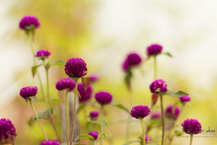 ... Flower Full HD Wallpaper and Background | 2560x1600 | ID:389934 ...