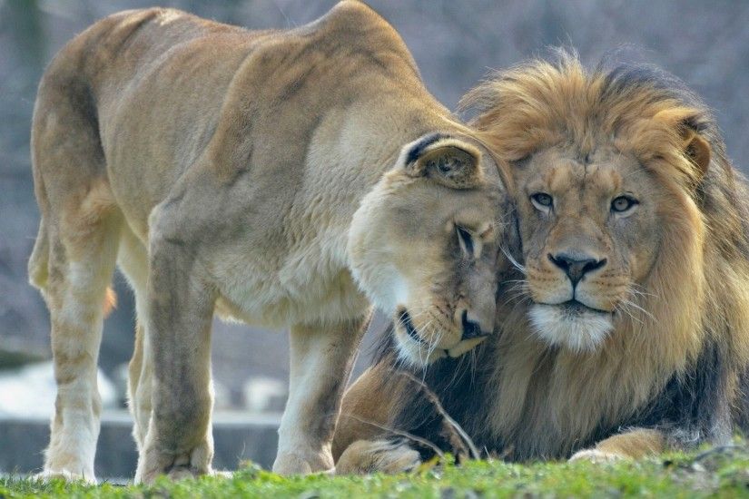 lions leo lioness love