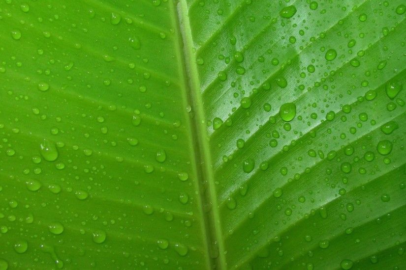 Dew drops on green leaf HD Wallpaper 1920x1080