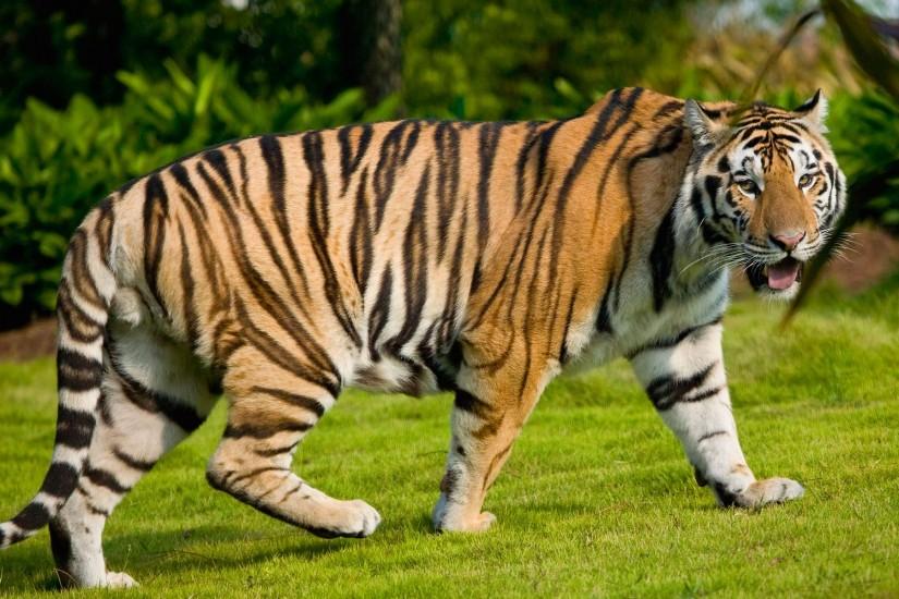 tiger images for desktop background