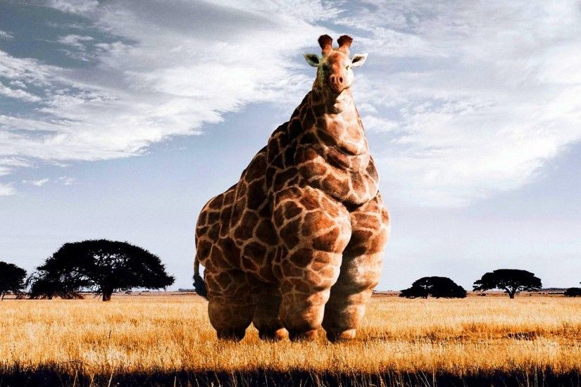 giraffe wallpaper desktop