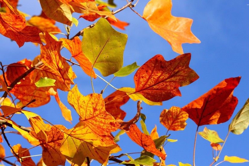 Autumn leaves [16] wallpaper 2560x1600 jpg
