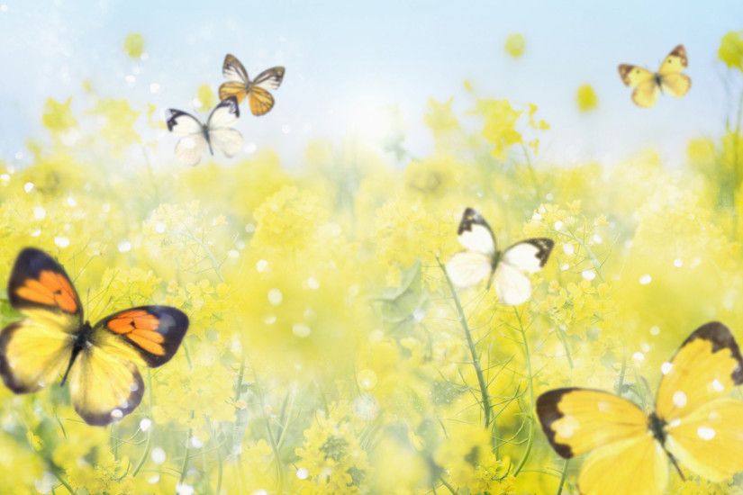 Butterfly Desktop Wallpaper 1739