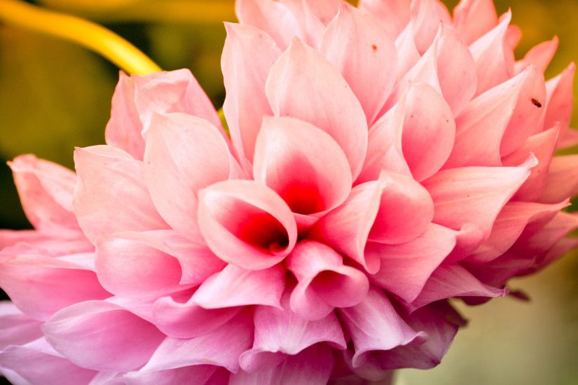 Cool Pink Flower Background