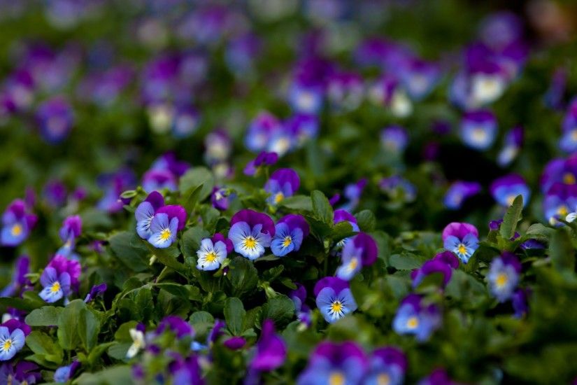 flower close up purple viola pansy