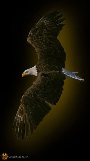 Bald eagle, graphic by Hope Rutledge