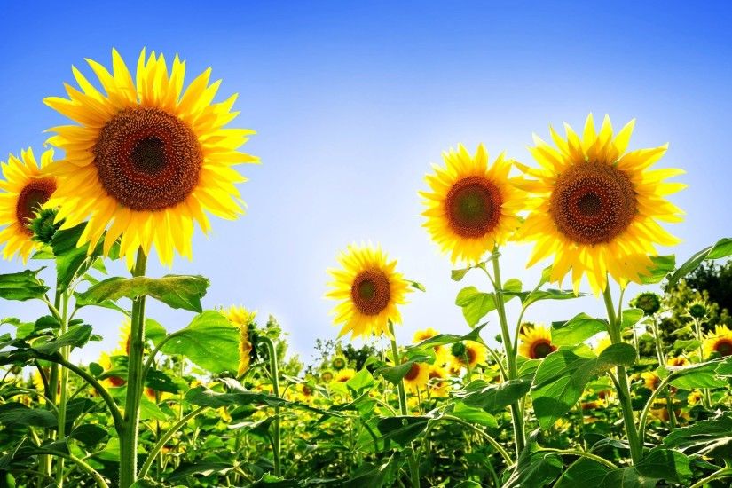 sunflower desktop wallpaper free