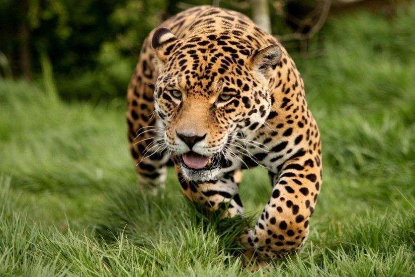 animal leopard running hd desktop free wallpaper