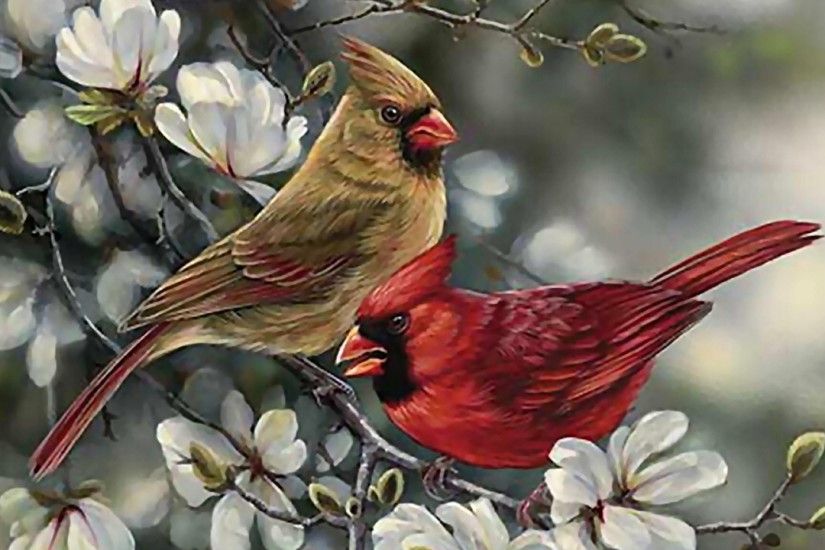 2560x1600 Red-capped Cardinal Bird