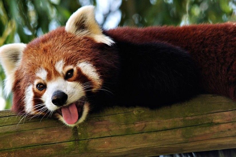 97 Red Panda Wallpapers | Red Panda Backgrounds Page 3