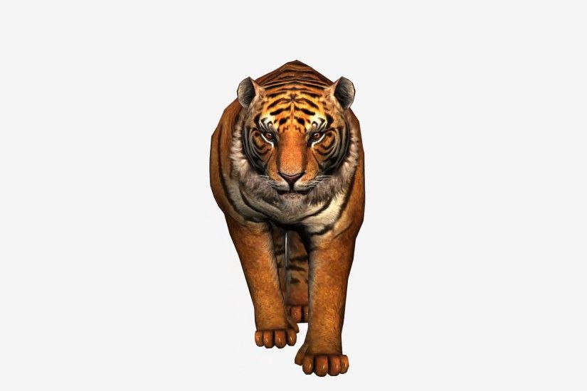 Tiger running, wild animal on white background, front view Motion Background  - VideoBlocks