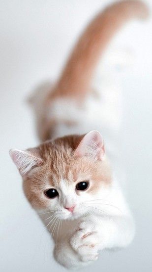 HD Cute Cat Wallpapers for Your Desktop CELESTE Pinterest
