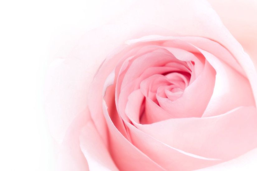Pink Rose Wallpapers Mobile For Free Wallpaper