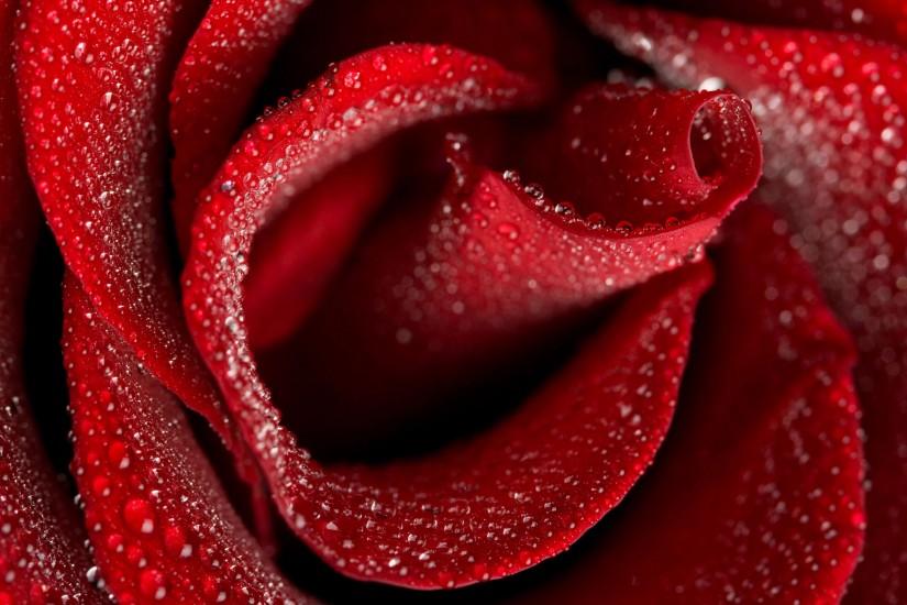 roses wallpaper 2560x1600 for android 40