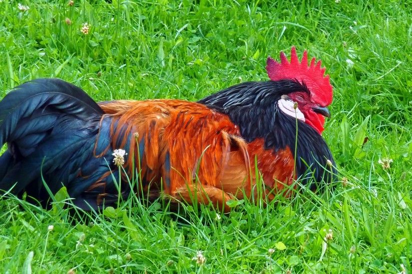 orange black and red rooster