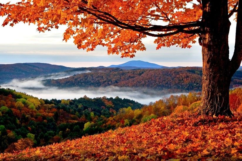 fall, Landscape, Trees, Hills, Leaves Wallpapers HD / Desktop and Mobile  Backgrounds