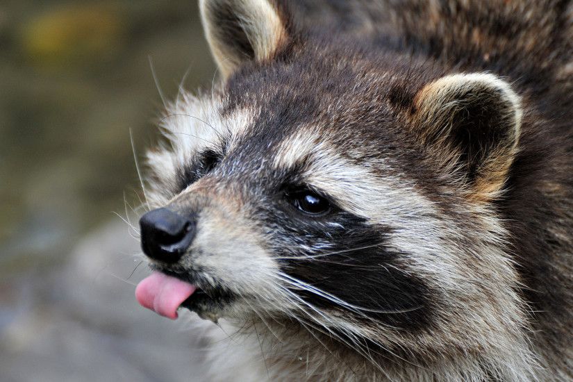Animal - Raccoon Wallpaper