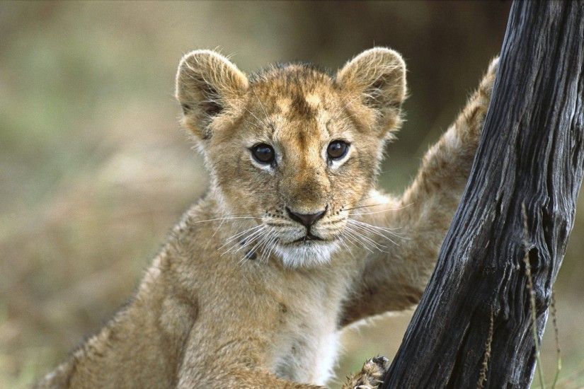 Get the latest lion, cub, baby news, pictures and videos and learn all  about lion, cub, baby from wallpapers4u.org, your wallpaper news source.