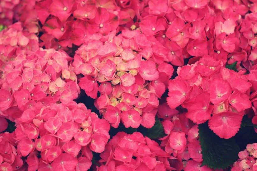 Flowers Hortensia / Hydrangea. Pink Flowers Wallpapers for Desktop ...