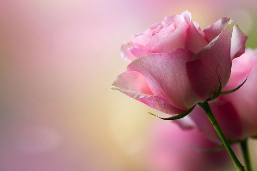 Download high quality hd pink rose wallpaper.