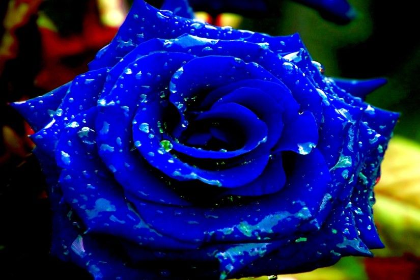 Dazzling Royal Blue Rose with water drops! Just gorgeous.