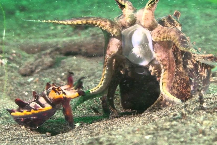The toxic flamboyant cuttlefish is one of the few species to mate  face-to-face | Aeon Videos