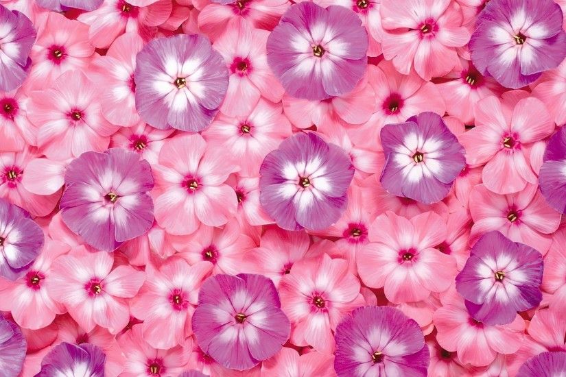 Pink Flower Wallpaper 1080p