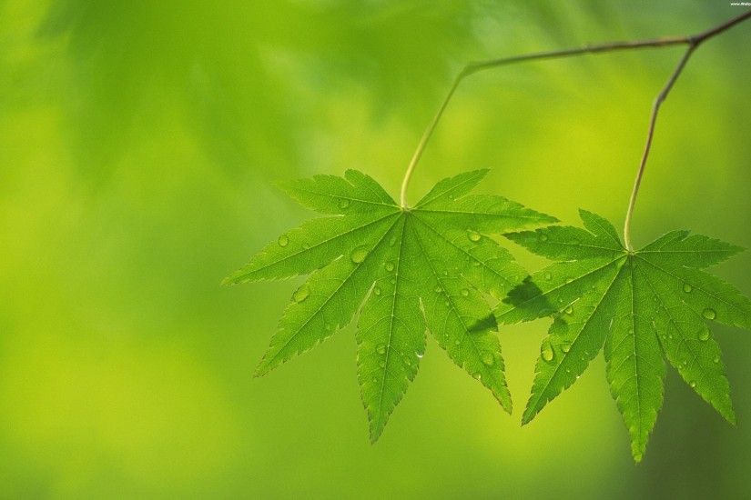 Wallpapers Backgrounds - Best Natural Green desktop wallpapers background  collection