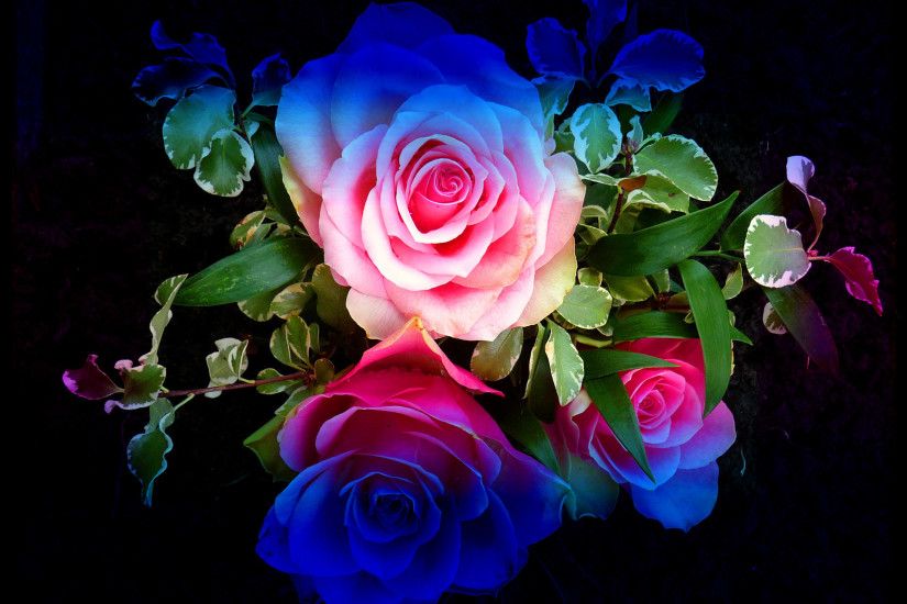Colourful Roses