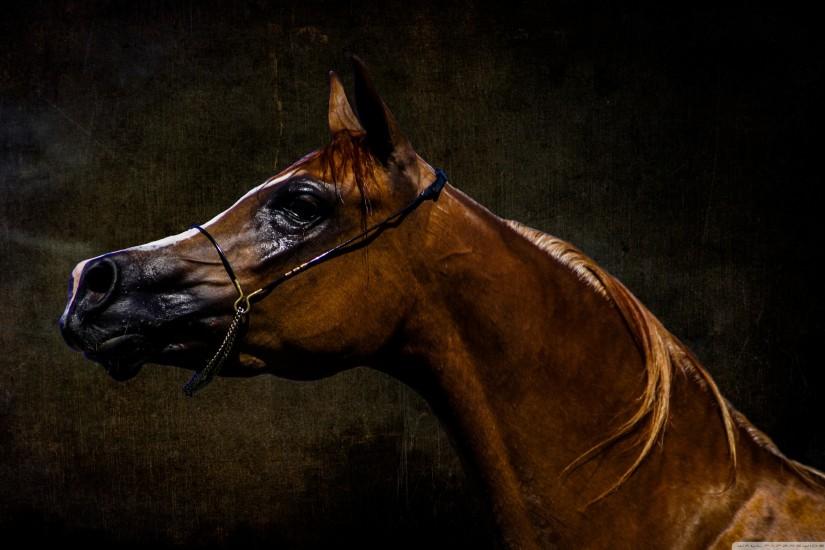 horse wallpaper 2880x1800 for android 50