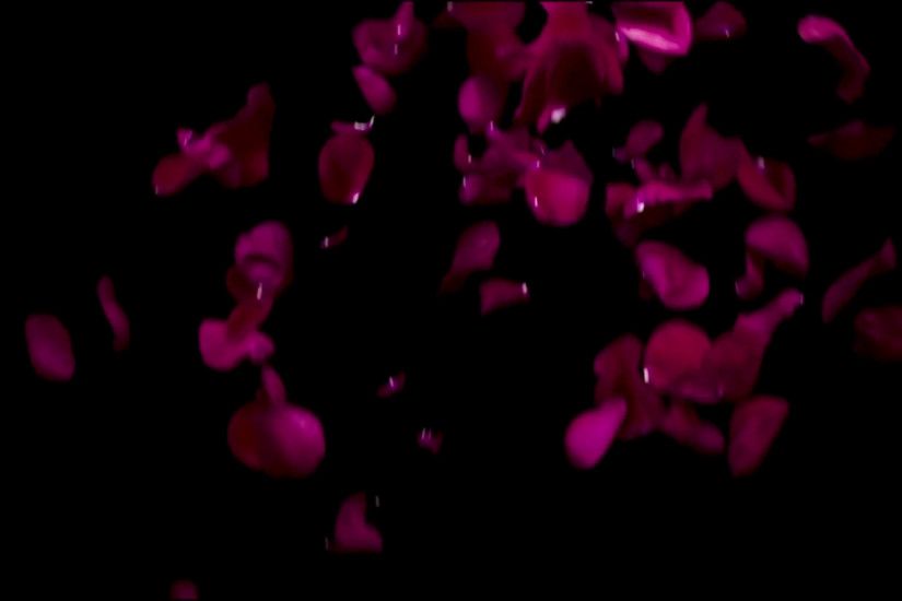 Falling Petals red rose on a black background Stock Video Footage -  VideoBlocks