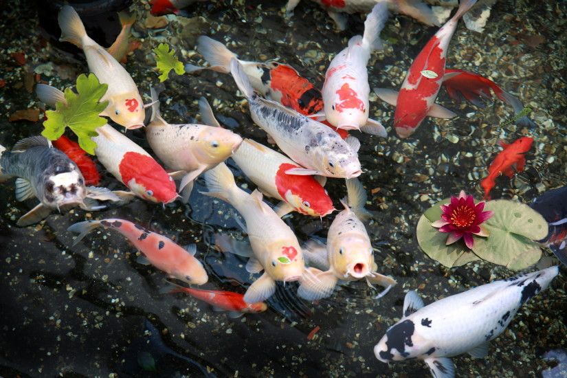 Widescreen Koi Pond Images | Maryland Basch - HD Wallpapers