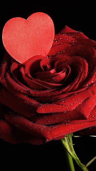 Wallpapers Valentine's Day Heart Red Roses Drops Flowers Black background  1440x2560