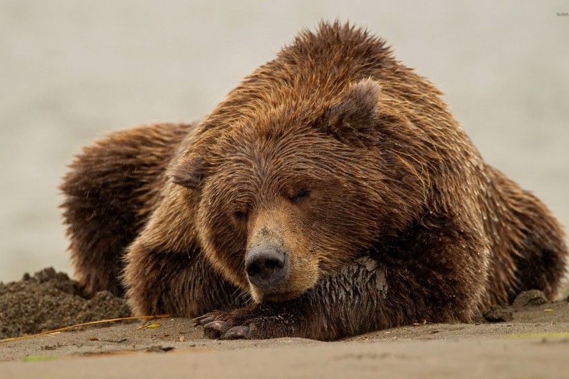 Brown bear sleeping on wet sand wallpaper 1920x1200 jpg