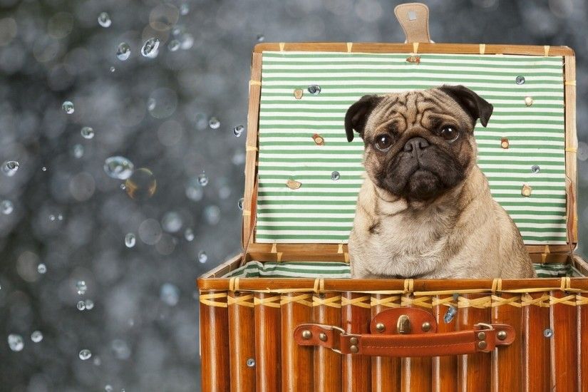 3840x2160 Wallpaper pug, dog, basket, sitting, puppy
