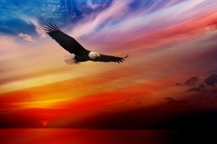 Bald Eagle Wallpaper HD Images – One HD Wallpaper Pictures .