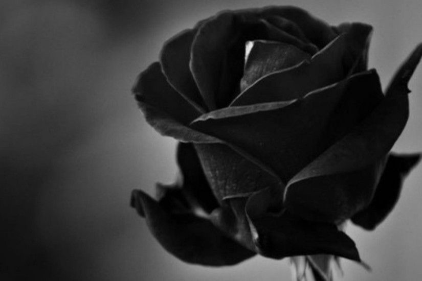 black rose image wallpaper