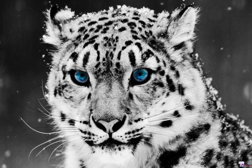White Tiger | Wallpapers HD free Download
