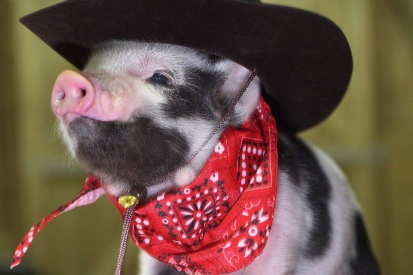 3840x2160 Wallpaper pig, little pig, cowboy hat, bandana