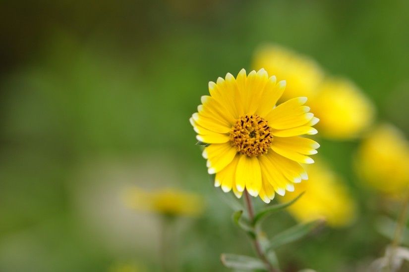 Yellow Flower wallpapers hd free