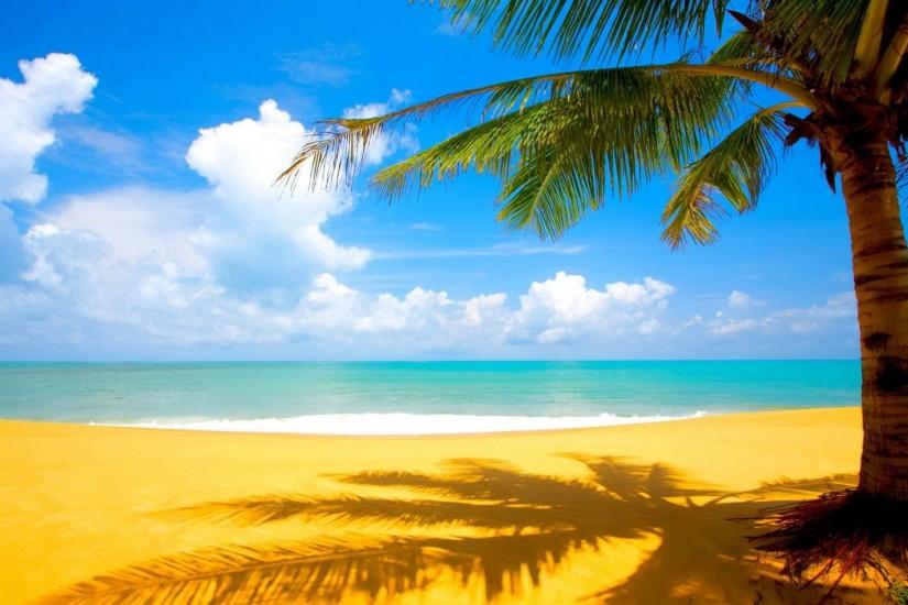 Beach Palm Tree HD Wallpaper Free Download | HD Free Wallpapers .
