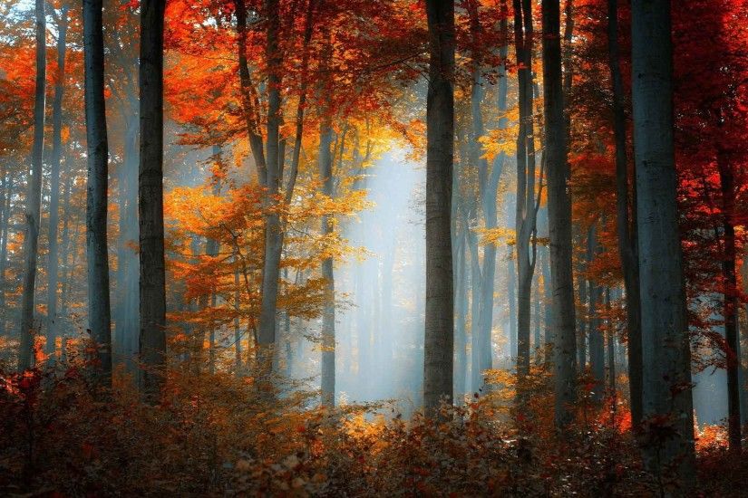 Trees Fall Nature Autumn Forest Landscape Desktop Wallpaper Scenes Free  Download