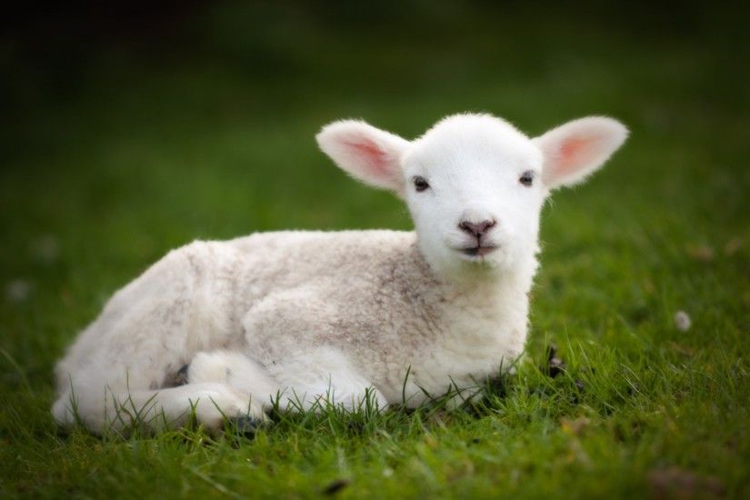 Baby sheep wallpapers Baby Animals
