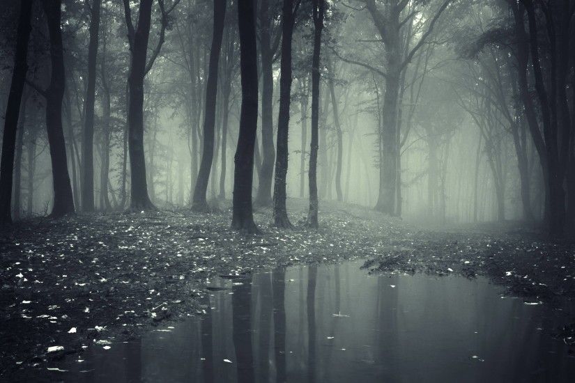 Dark Forest Background 8711
