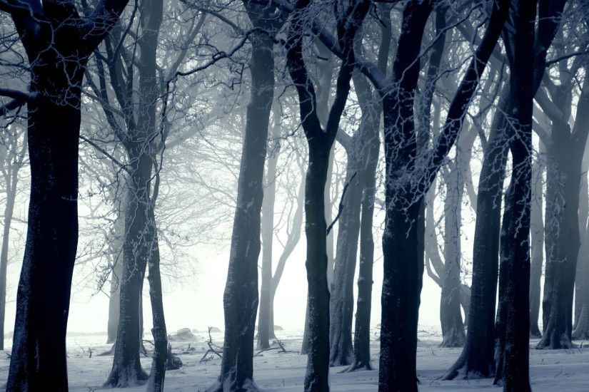Dark forest in winter wallpaper