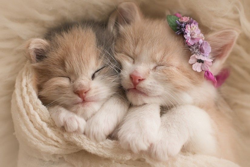 Animals / Cute kittens Wallpaper