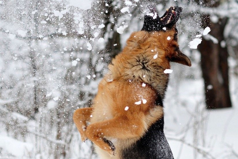 1920x1080 Wallpaper german shepherd, dog, snow, jump, game